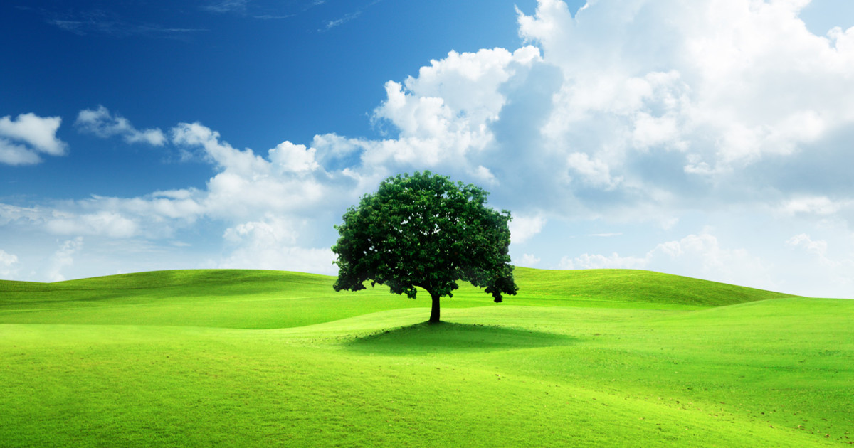 Grass, Tree, Sky